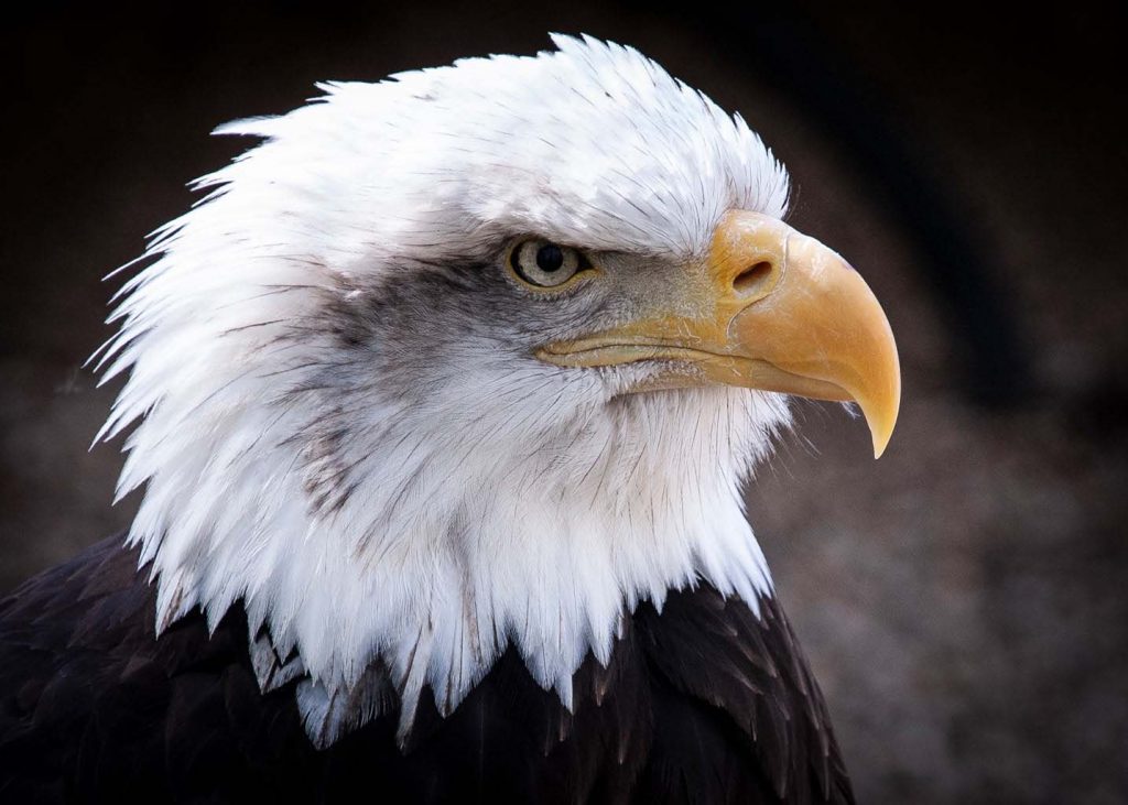 Bald-Eagle-Bird-Eye-Anmial-Close-Up