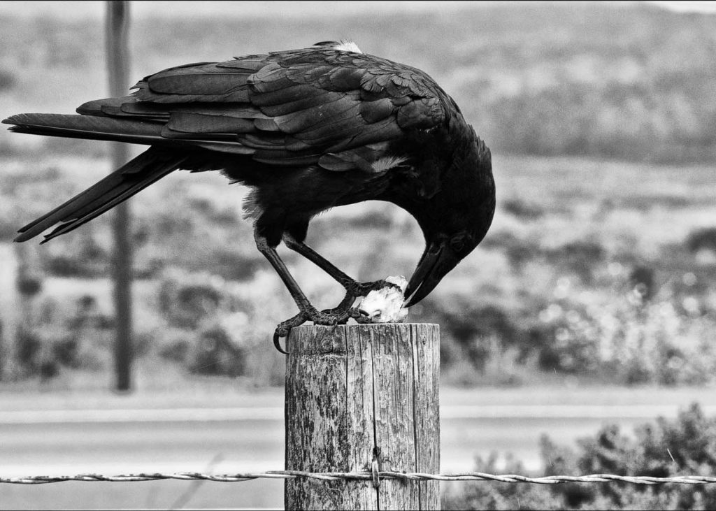 Crow-Raven-Black-and-White-America-USA-California