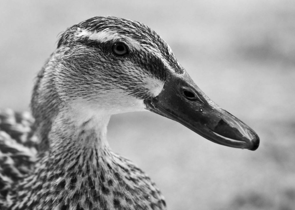 Duck-Alresford-River-Arle-Black-and-White