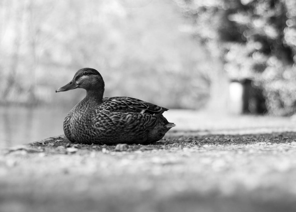 Duck-Alresford-River-Black-and-White-Hampshire-Depth-of-Feild