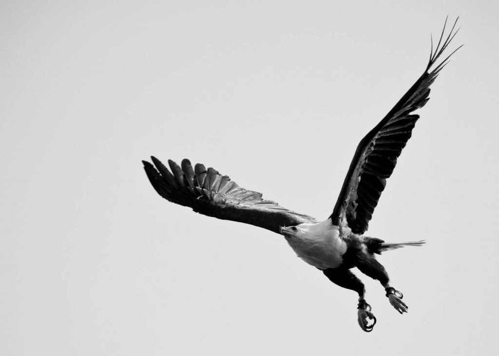 Eagle-Bird-Flying-Black-and-White