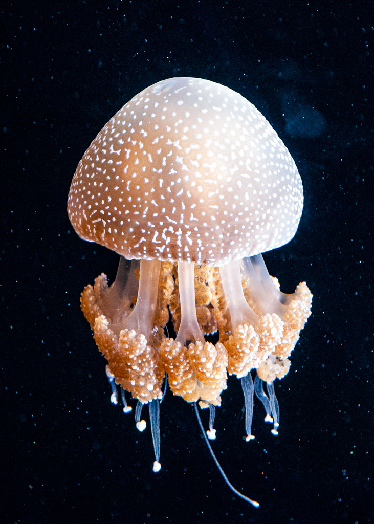 JellyFish-Sea-Ocean-Dark-Blue
