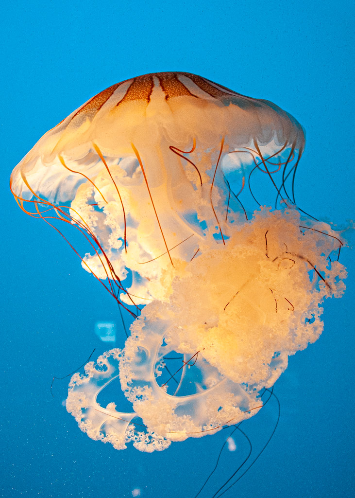Jellyfish-Sea-Ocean-Orange