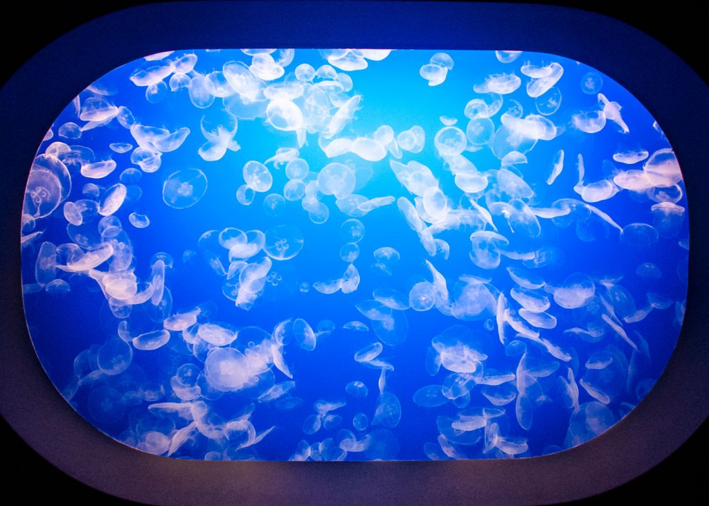 Jellyfish-Tank-Blue