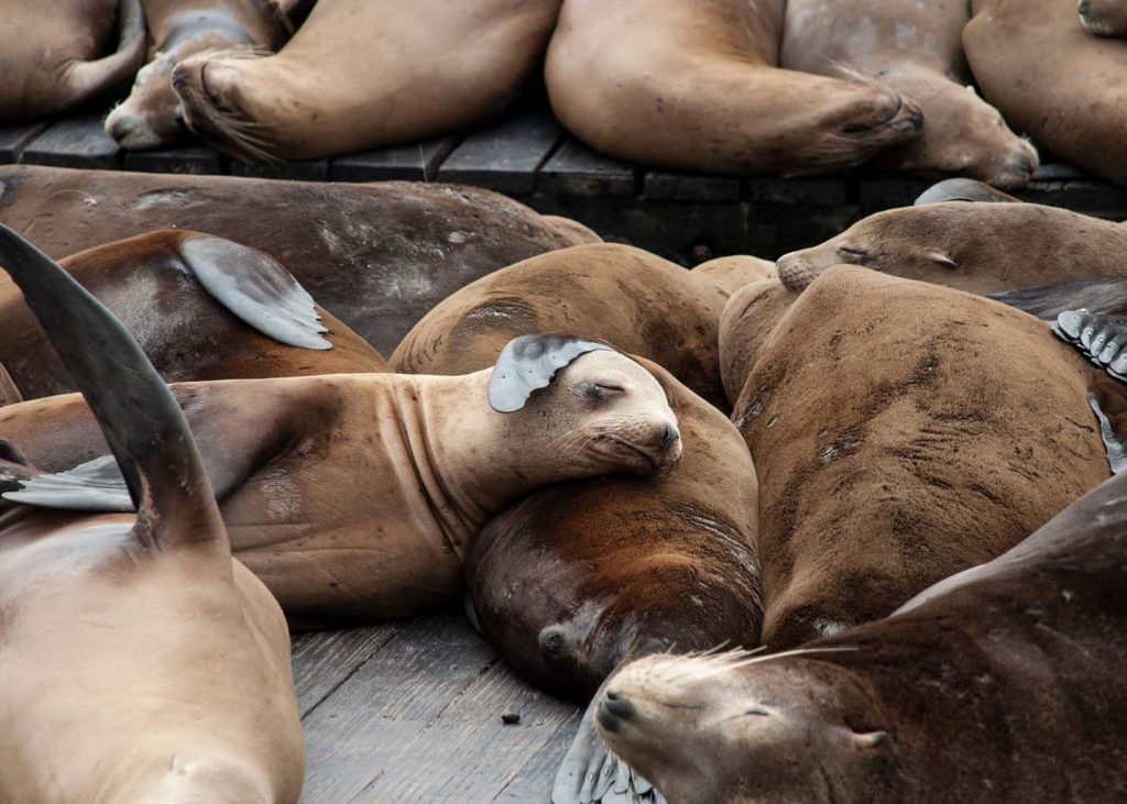 Sealions-California-America-USA-Sleeping