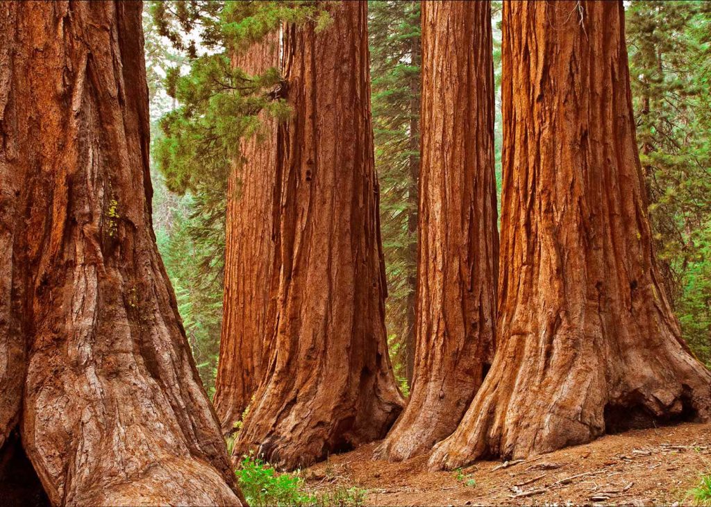 Sequoia-Redwoods-California-Trees-Landscape