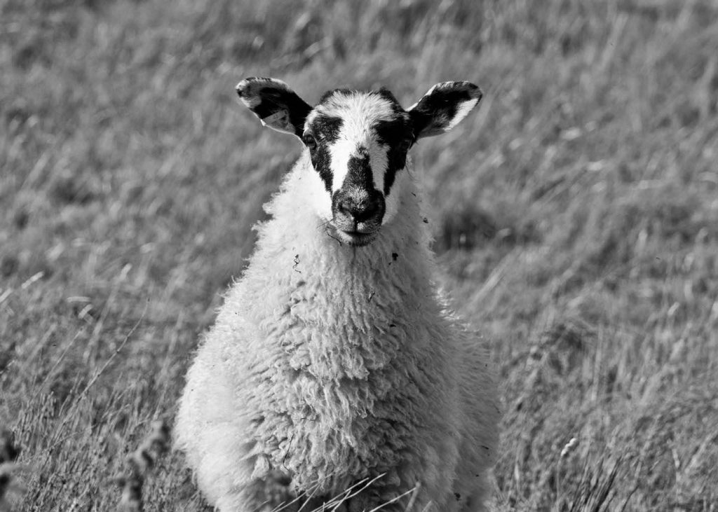 Sheep-Yorkshire-Black-and-White-Grass