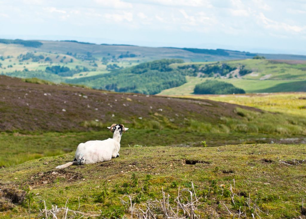 Sheep-Yorkshire-Hills-Countryside-Nature-Landscape